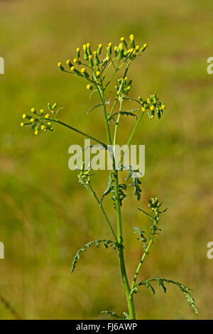 gemeinsamen Kreuzkraut, Old-Man-in-Feder (Senecio Vulgaris), blühen, Deutschland Stockfoto