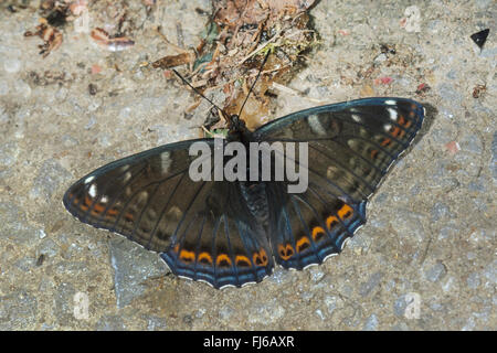 Poplar Admiral (Limenitis Populi), Männchen auf dem Boden, Deutschland Stockfoto