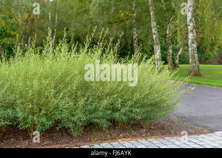 lila Korbweide, lila Weide, Korb-Weide (Salix Purpurea 'Nana', Salix Purpurea Nana), Sorte Nana Stockfoto