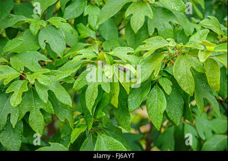 Sassafras (Sassafras Albidum), Blätter Stockfoto