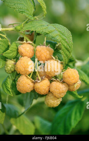 Europäische Rote Himbeere (Rubus Idaeus 'Fallgold', Rubus Idaeus Fallgold), Himbeeren Sorte Fallgold auf einem Busch, Deutschland Stockfoto