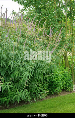 Culver-Wurzel (Veronicastrum Virginicum), blühen, Niederlande Stockfoto