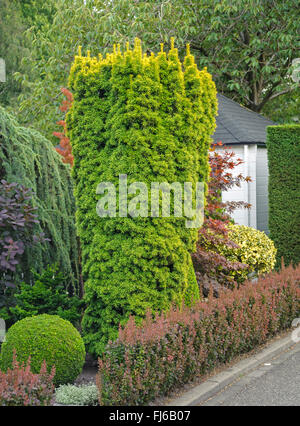 Eiben, englische Eibe, Europäische Eibe (Taxus Baccata 'Fastigiata Aureomarginata', Taxus Baccata Fastigiata Aureomarginata), Sorte Fastigiata Aureomarginata, Niederlande Stockfoto