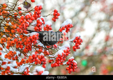 Cockspur Weißdorn (Crataegus Crus-Galli), Amsel, die ernähren sich von Früchten, Deutschland Stockfoto