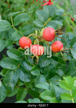 Rugosa Rose, japanische rose (Rosa Rugosa), Früchte an einem Busch, Deutschland, Sachsen, Bautzen Stockfoto