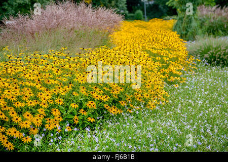 Goldene Sonnenhut (Rudbeckia Fulgida 'Goldsturm', Rudbeckia Fulgida Goldsturm), Chinaschilf (Miscanthus Sinensis 'Kleine Fontäne'), Deutschland Stockfoto