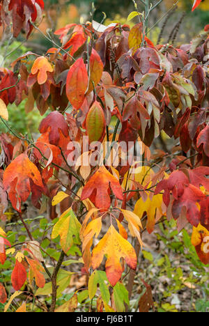 Sassafras (Sassafras Albidum), Blätter im Herbst Stockfoto