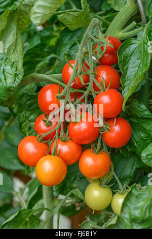 Garten Tomaten (Solanum Lycopersicum 'Picolino', Solanum Lycopersicum Picolino), Früchte der Sorte Picolino, Deutschland Stockfoto