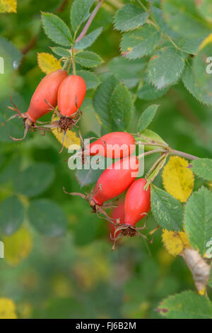 Rose (Rosa 'Pi Ro 3', Rosa Pi Ro 3), Früchte der Sorte Pi Ro 3, Deutschland Stockfoto