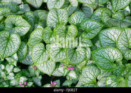 Telekie Brunnera sibirischen Bugloss (Brunnera Macrophylla 'Jack Frost', Brunnera Macrophylla Jack Frost), verlässt die Sorte Jack Frost, Deutschland Stockfoto