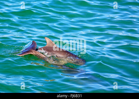 Bottlenosed Delphin, gemeiner Flasche – Nosed Delfin (Tursiops Truncatus), Schwimmen, USA, Florida, Fort De Soto Stockfoto