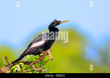 Amerikanische Darter (Anhinga Anhinga), männliche sitzt auf einem Baum, USA, Florida, Venedig Stockfoto