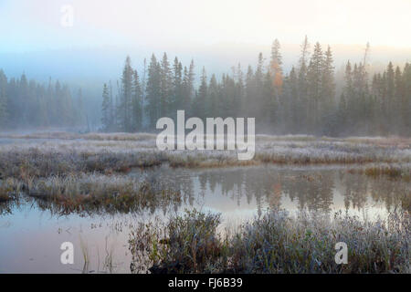 Herbstmorgen Stimmung im Moor mit hoar Frost und Nebel, Kanada, Ontario, Algonquin Provincial Park Stockfoto