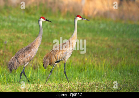 Sandhill Kran (Grus Canadensis), zu Fuß paar, USA, Florida Stockfoto