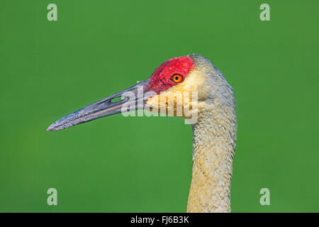 Sandhill Kran (Grus Canadensis), Porträt, USA, Florida, Kissimmee Stockfoto