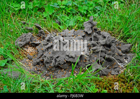 Hügel gelbe Ameise, gelbe Wiese Ameise, gelben Rasen Ameisen (Lasius Flavus), Ant Nest auf einer Wiese, Ameise, Arbeiter Ameise mit Eiern in Sicherheit, Castrop-Rauxel, Ruhrgebiet, Nordrhein-Westfalen, Deutschland Stockfoto