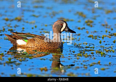 Blue-winged Krickente (Anas Discors), Drake, USA, Florida, Viera Feuchtgebiete schwimmen Stockfoto