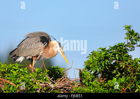 Great Blue Heron (Ardea Herodias), steht auf dem Nest, USA, Florida, Venedig Stockfoto