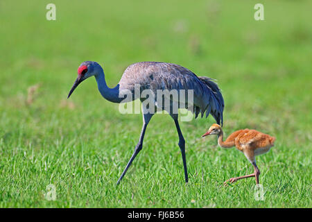 Sandhill Kran (Grus Canadensis), auf das Futter mit Küken, USA, Florida, Kissimmee Stockfoto