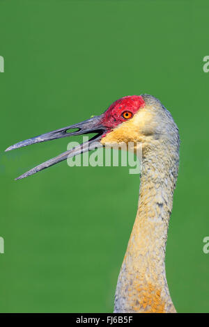 Sandhill Kran (Grus Canadensis), Porträt, Aufruf, USA, Florida, Kissimmee Stockfoto