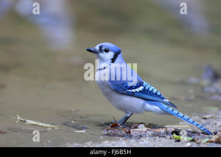 Blauhäher (Cyanocitta Cristata), in Wasser stellen, Kanada, Ontario, Point Pelee Nationalpark Stockfoto