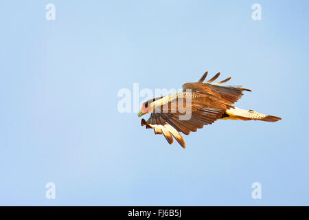 Nördlichen Crested Karakara (Caracara Cheriway), fliegen, USA, Florida Stockfoto