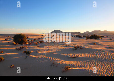 Dünen in der Nähe von Corralejo am Abend Licht, Kanarischen Inseln, Fuerteventura Stockfoto