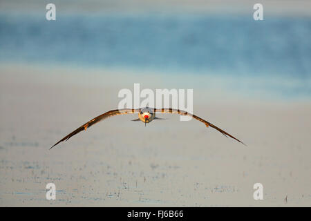 Schwarz-Skimmer (Rynchops Niger), im Flug, USA, Florida, Fort De Soto Stockfoto