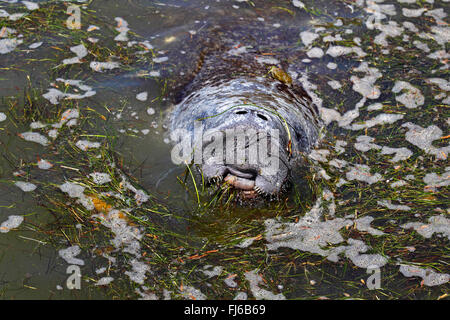 West Indian Manatee, Florida Seekuh, karibische Seekuh, Antillean Manati (Trichechus Manatus), RSS-Feeds Rasen, USA, Florida, Merritt Island Stockfoto