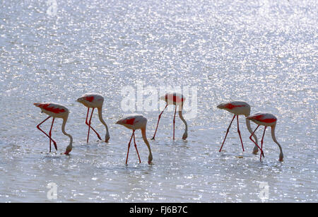 Rosaflamingo (Phoenicopterus Roseus, Phoenicopterus Ruber Roseus), Gruppe Essen im flachen Wasser, Suche, Frankreich, Camargue, Grau le Roi Stockfoto