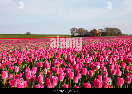 blühende Tulpenfelder in der Nähe von Wieringerwerf, Niederlande, Friesland, Wieringerwerf Stockfoto