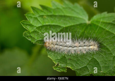 Buff Ermine Motte (Spilosoma Lutea, Spilosoma Luteum, Spilarctia Lutea), junge Raupe Fütterung auf ein Nesselblatt, Deutschland Stockfoto