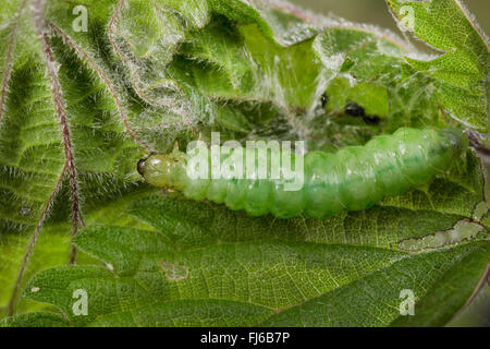 Perlmutt (Pleuroptya Ruralis, Syllepta Ruralis, Pleuroptya Verticalis), Raupe auf einem Nesselblatt, Deutschland Stockfoto