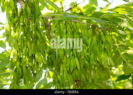 gemeine Esche, europäischer Esche (Fraxinus Excelsior), Zweig mit unreifen Früchten, Deutschland Stockfoto