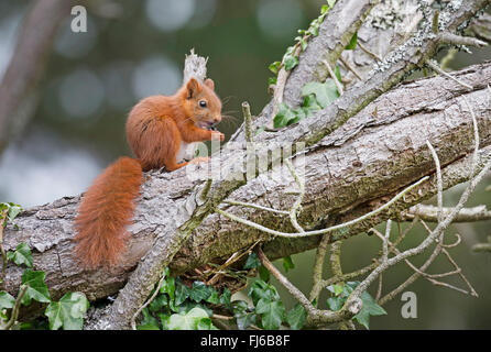 Europäische Eichhörnchen, eurasische rote Eichhörnchen (Sciurus Vulgaris), Fütterung auf einem Blackberry, Deutschland Stockfoto