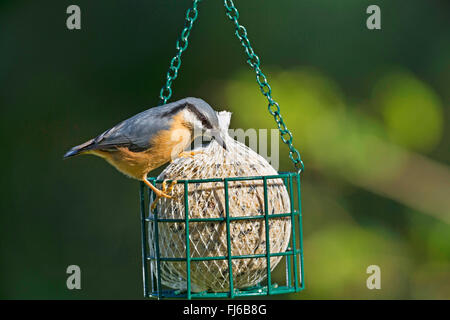 Eurasische Kleiber (Sitta Europaea), auf einem dicken Ball, Deutschland Stockfoto