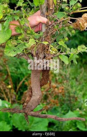 die große Klette (Arctium Lappa), Wurzel in einer Hand, Deutschland Stockfoto