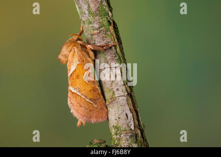 Orange-Swift (Triodia Sylvina, Triodia Reducta, Triodia Pallida), auf Holz, Deutschland Stockfoto