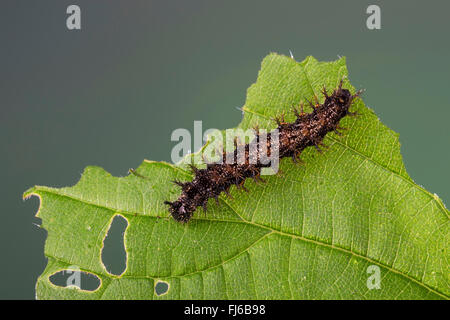 Karte-Schmetterling (Araschnia Levana), Raupe auf einem Nesselblatt, Deutschland Stockfoto