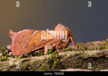 Orange-Swift (Triodia Sylvina, Triodia Reducta, Triodia Pallida), auf Holz, Deutschland Stockfoto