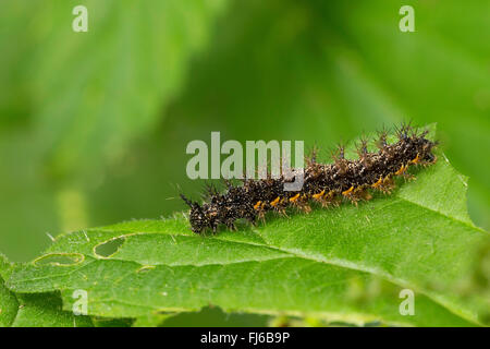 Karte-Schmetterling (Araschnia Levana), Raupe auf einem Nesselblatt, Deutschland Stockfoto