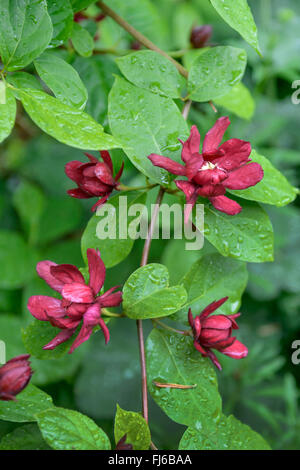 Sinocalycalycanthus (Sinocalycalycanthus X raulstonii 'Hartlage Wine', Sinocalycalycanthus Raulstonii 'Hartlage Wine', Sinocalycalycanthus Raulstonii Hartlage Wine), Sorte Hartlage Wine, Vereinigtes Königreich Stockfoto