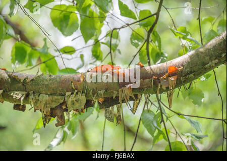 Chinesische rote Birke (Betula Albosinensis, Betula Albosinensis var. Albosinensis), Zweig, Polen Stockfoto