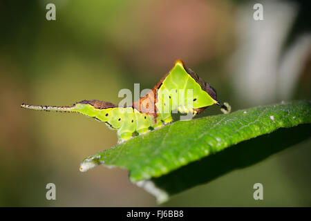 Puss Moth (Cerura Vinula, Dicranura Vinula), Raupe in Ruhestellung auf einem Blatt, Deutschland, Bayern Stockfoto