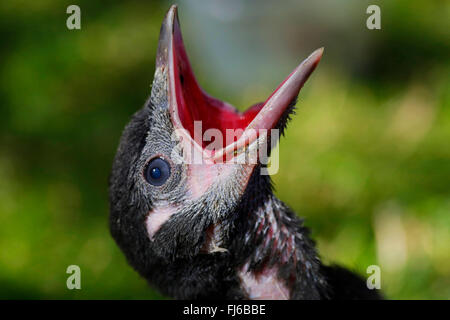 Schwarz-billed Elster (Pica Pica), Jungvogel betteln um Futter, Porträt, Deutschland, Bayern Stockfoto