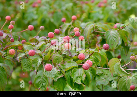 Kousa Hartriegel, japanische Dogwwod (Cornus Kousa 'Satomi', Cornus Kousa Satomi), mit Früchten, Sorte Satomi, Deutschland Stockfoto