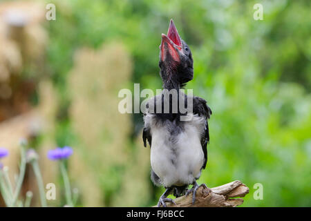 Schwarz-billed Elster (Pica Pica), kuschelige betteln um Futter, Deutschland, Bayern Stockfoto