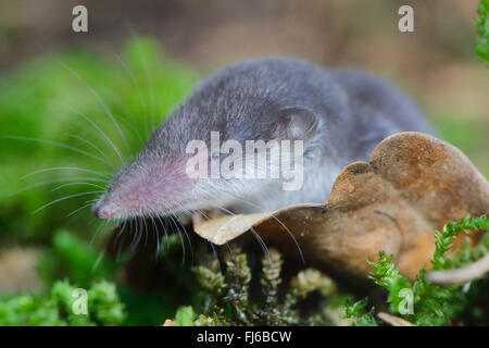 weniger weiß-toothed Spitzmaus (Crocidura Suaveolens), junge Tiere, Kopf geschossen, Deutschland, Bayern Stockfoto