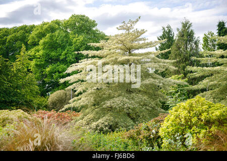 Riesen-Hartriegel (Cornus Controversa 'Variegata', Cornus Controversa Variegata), blühende Sorte Variegata, Vereinigtes Königreich, England Stockfoto