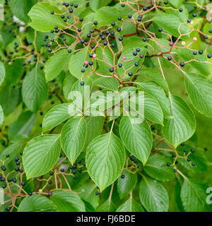 Riesen-Hartriegel (Cornus Controversa), Fruchtbildung, Deutschland Stockfoto